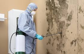 Best Environmental Consulting for Mold Prevention  in USA